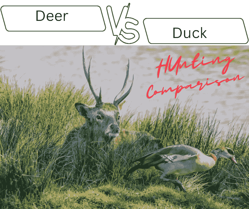deer vs duck hunting comparison essay